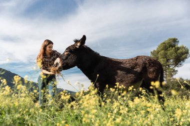Genç bir kız kendinden emin bir şekilde bir eşeği izliyor ve besliyor.