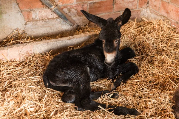 A baby donkey on hay on a farm — стоковое фото