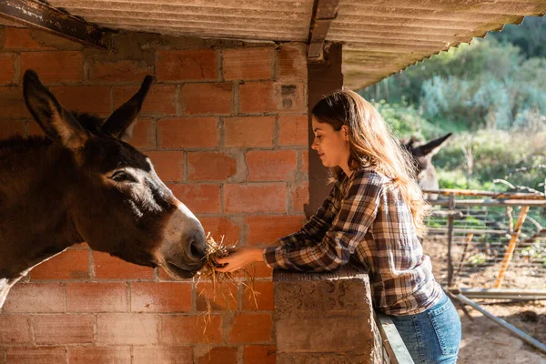 Genç kız ahırda eşek besliyor.