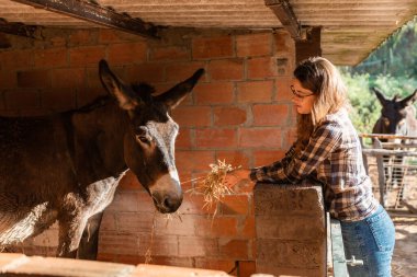 Genç bir kadın ahırda eşeğe saman yediriyor..