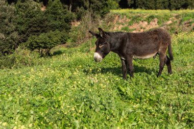 A lone donkey grazing in a green meadow