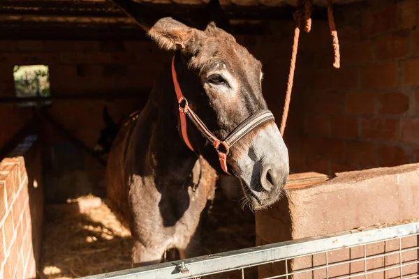 A brown donkey inside the stable in day — стоковое фото