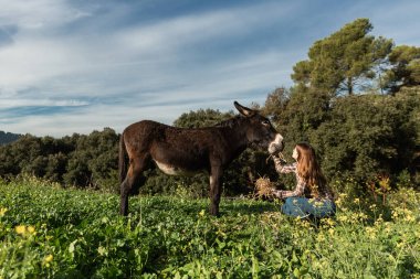 Çayırda çömelmiş bir eşeği besleyen sevimli bir genç kız..