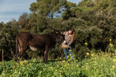 Bir eşeğin önünde duran mutlu genç bir kadın onu çayırda besliyor.