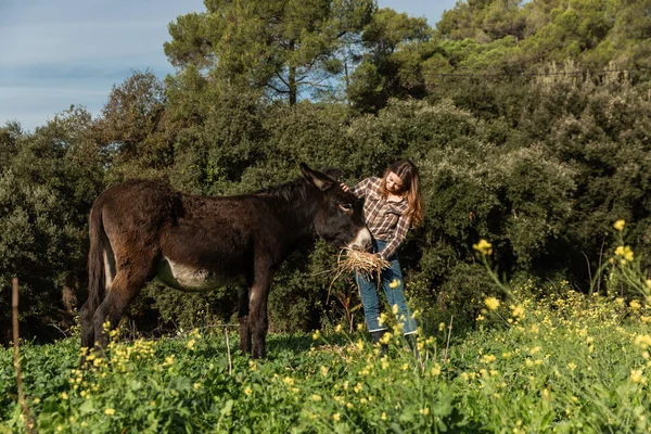 Bir eşeğin önünde duran mutlu genç bir kadın onu çayırda besliyor.