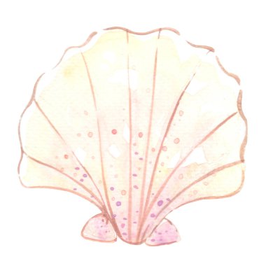 Okyanus ve yaz tatili dekorasyonu için deniz kabuğu suluboya çizimi.