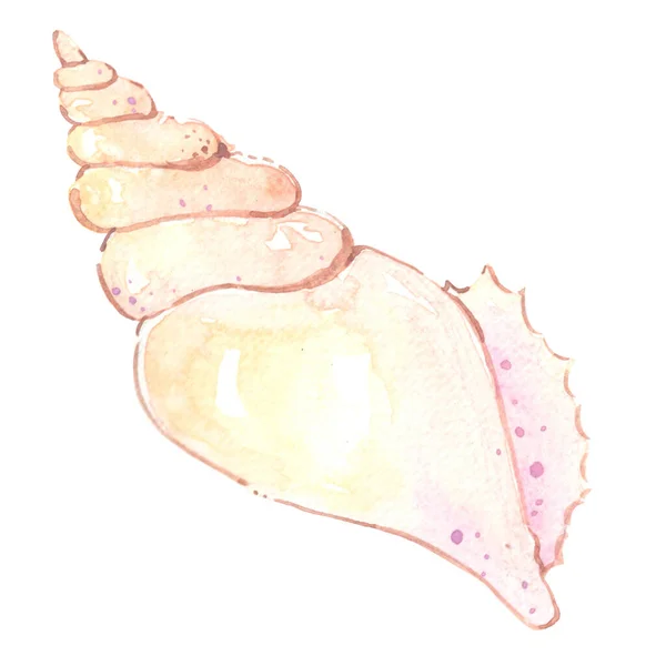 Sea Shell Watercolor Illustration Decoration Ocean Summer Holiday — Stock Photo, Image