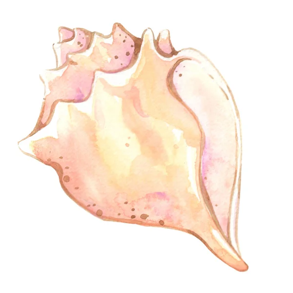 Sea Shell Watercolor Illustration Decoration Ocean Summer Holiday — 图库照片