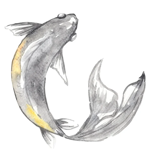 Black Koi Fish Watercolor Illustration Decoration Marine Life Traditional Chinese — Zdjęcie stockowe