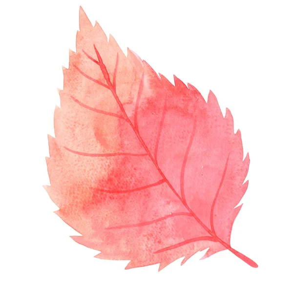 Red Oak Leaf Watercolor Illustration Decoration Wood Autumn Season Concept — Foto Stock