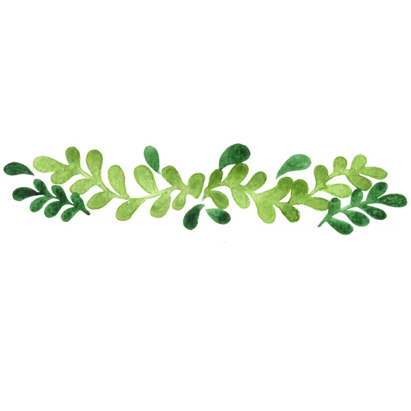 Grön Murgröna Ormbunke Gräns Färg För Dekoration Naturlig Trädgård Och — Stockfoto