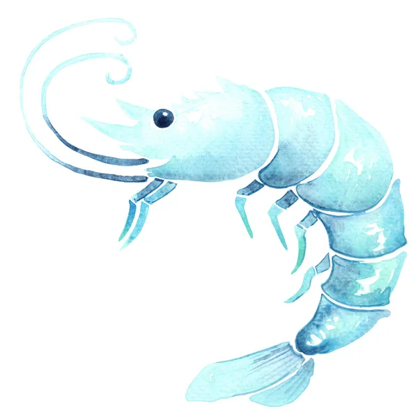 Camarones Gambas Azules Acuarela Ilustración Para Decoración Mariscos Vida Marina — Foto de Stock