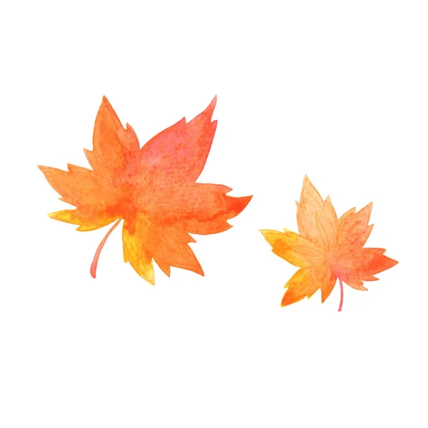 Feuilles Érable Aquarelle Illustration Pour Décoration Sur Saison Automne Feuille — Photo