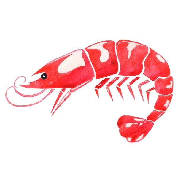 Shrimp Watercolor Illustration Decoration Marine Life Seafood — ストック写真