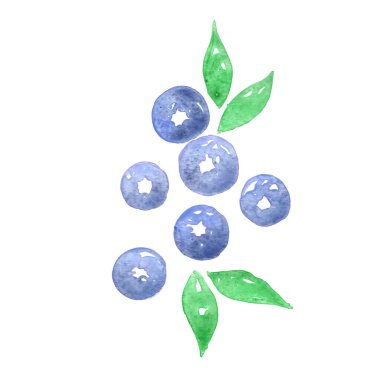 yiyecek ve tarım konsepti üzerine süsleme için böğürtlen suluboya çizimi.