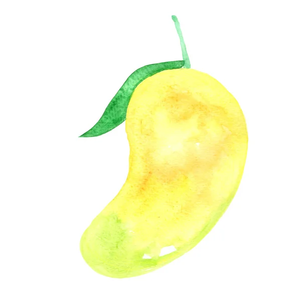 Mango Watercolor Illustration Decoration Food Agriculture Concept — Stock fotografie