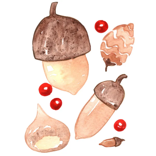 Acorn Chestnut Pine Seed Berry Watercolor Illustration Decoration Autumn Season — 图库照片