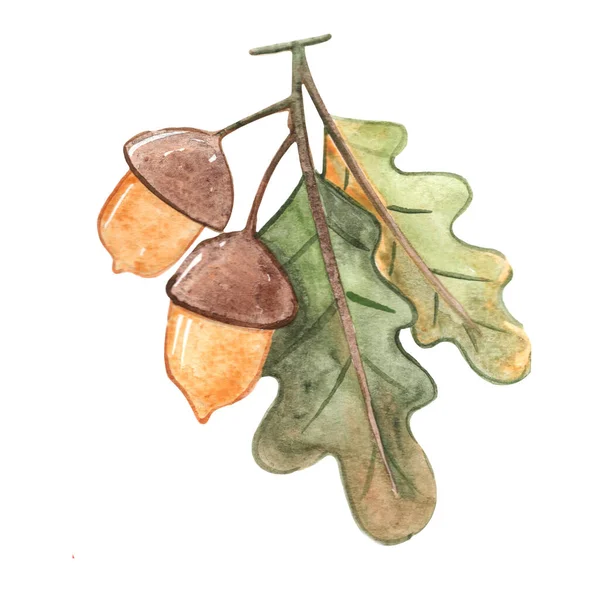 Acorn Oak Leaf Watercolor Illustration Decoration Autumn Seasonal Nature Garden — Foto de Stock