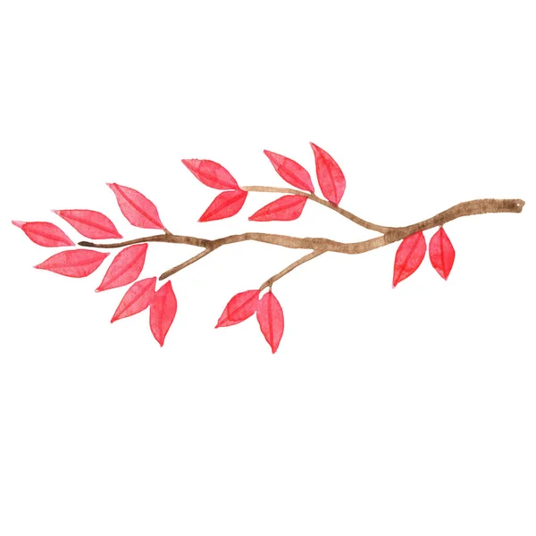 Cacho Folhas Vermelhas Aquarela Ilustração Para Decoração Outono Sazonal Ação — Fotografia de Stock