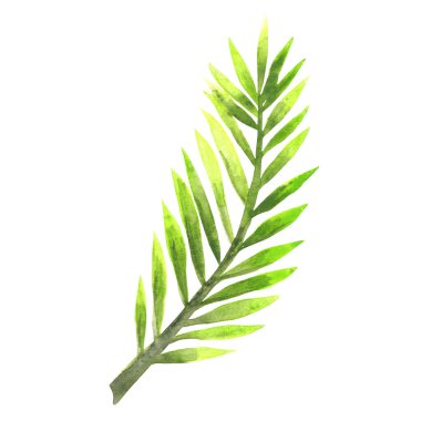 Hindistan cevizi yaprağı, palmiye yaprağı suluboya resimleme tropikal bahçedeki dekorasyon için.