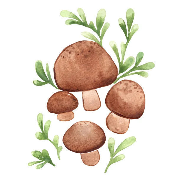 Champignon Shitake Aquarelle Fougère Illustration Pour Décoration Sur Plante Mythique — Photo