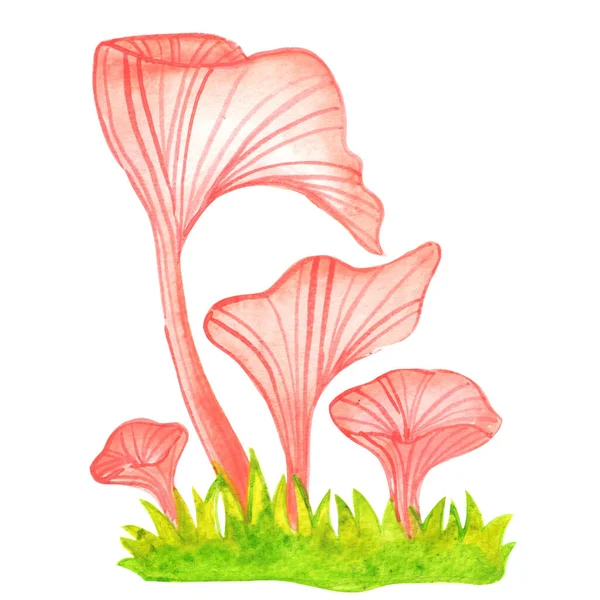 Champignon Huître Rose Sur Herbe Avec Feuilles Aquarelle Illustration Pour — Photo