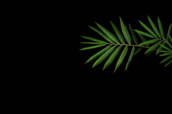 Dark Green Leaves Bamboo Forest Plant Black Background — Stock Photo, Image