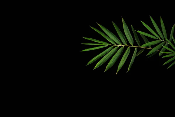 Folhas Verdes Escuras Planta Floresta Bambu Fundo Preto — Fotografia de Stock