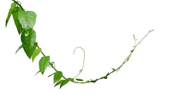 白い背景にクリッピングパスで隔離されたツイストジャングルブドウ登山植物 東南アジア原産のチリアコラトリアンドラ薬用植物の緑の葉のつる — ストック写真