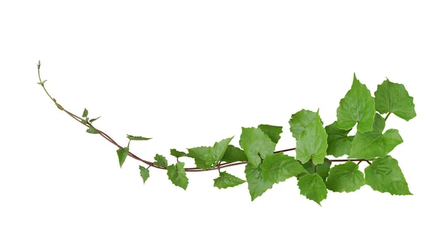 Πράσινα Φύλλα Τροπικό Επεμβατικό Φυτό Αμπέλου Mikania Micrantha Γνωστό Πικρό — Φωτογραφία Αρχείου