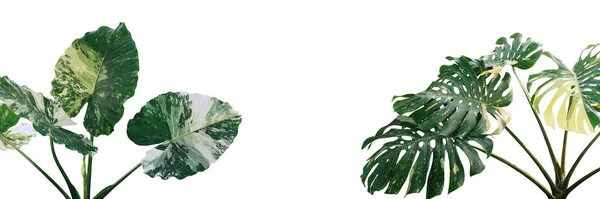 Trópusi Lombozat Növények Változatos Levelek Monstera Alocasia Népszerű Esőerdők Házi — Stock Fotó