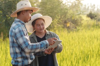 Dijital tablet kullanan ve pirinç tarlası organik çiftliğini yöneten Asyalı akıllı çiftçi. Modern teknoloji akıllı tarım tarım ve sürdürülebilirlik kavramları.