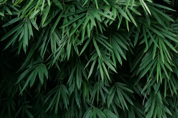 Тропические Бамбуковые Леса Куст Растущий Диких Зеленых Листьев Бамбука Вечнозеленые — стоковое фото