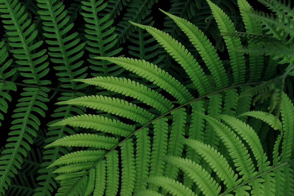 Tropical Rainforest Fern Leaves Pattern Black Background Lush Foliage Plant — 图库照片