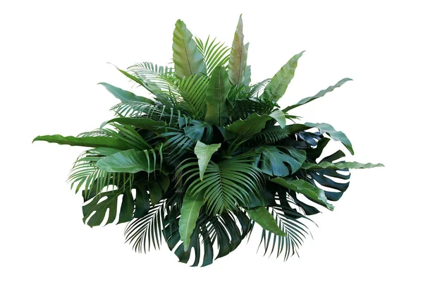 Tropické Listoví Rostliny Keř Monstera Palmové Listy Ptačí Hnízdo Kapradí — Stock fotografie