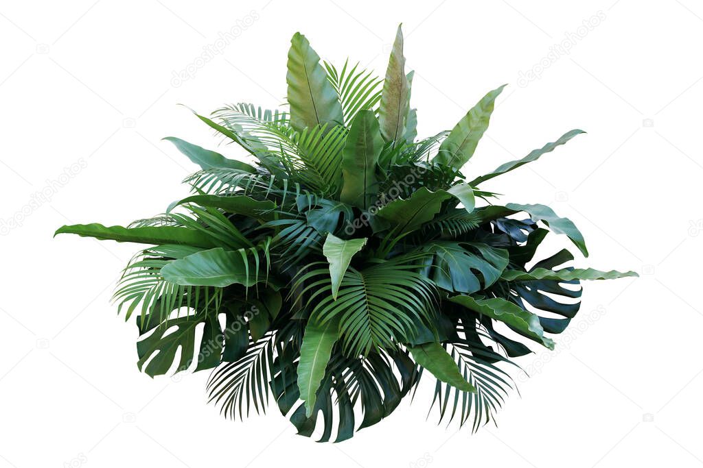 Tropical foliage plant bush (Monstera, palm leaves, and Bird's nest fern) floral arrangement indoors garden nature backdrop isolated on white with clipping path.