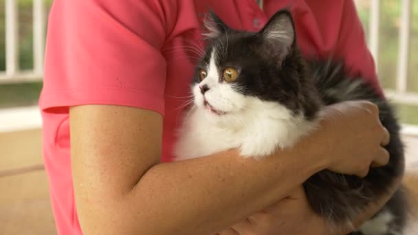 Close Shot Senior Woman Hands Holding Caressing Cute Persian Cat — Stock Video