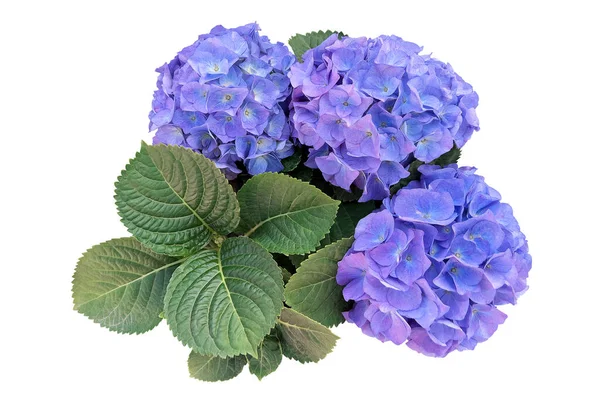 Purple Blue Hydrangea Flowers Green Leaves Bouquet Isolated White Background — Stock Photo, Image