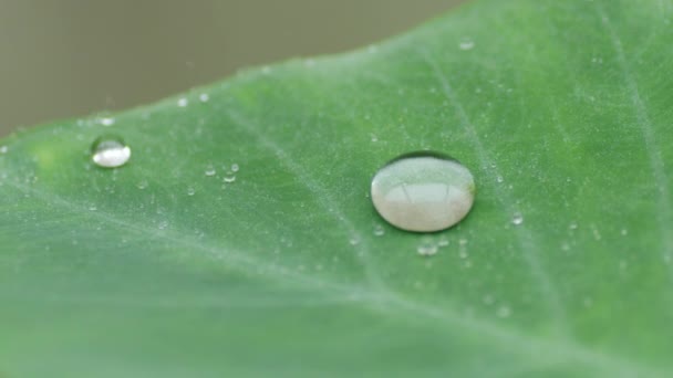 Regentropfen Die Auf Tropisches Blatt Colocasia Oder Taroblatt Fallen Sammeln — Stockvideo