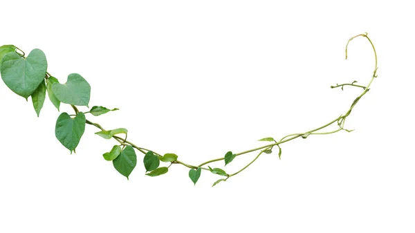 Csavart Dzsungel Szőlő Mászó Növény Zöld Levelek Laurel Clockvine Thunbergia — Stock Fotó