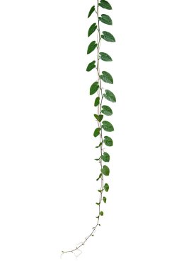 Yeşil yapraklar Java ağacı veya üzüm sarmaşığı (Cissus spp.) Asılı sarmaşık bitkisi beyaz arka planda kırpma yolu ile izole edilmiş..