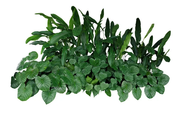 Tropical Landscaping Garden Shrub Various Types Green Leaves Plants Bush — Zdjęcie stockowe