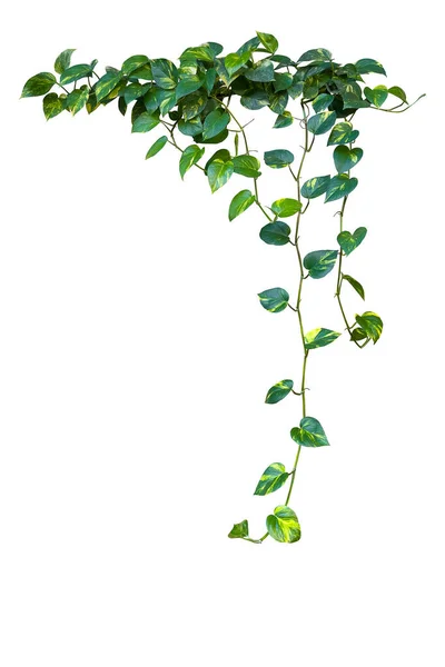 Hjärtformade Gröna Brokiga Blad Hängande Vinranka Växt Djävlar Murgröna Eller — Stockfoto