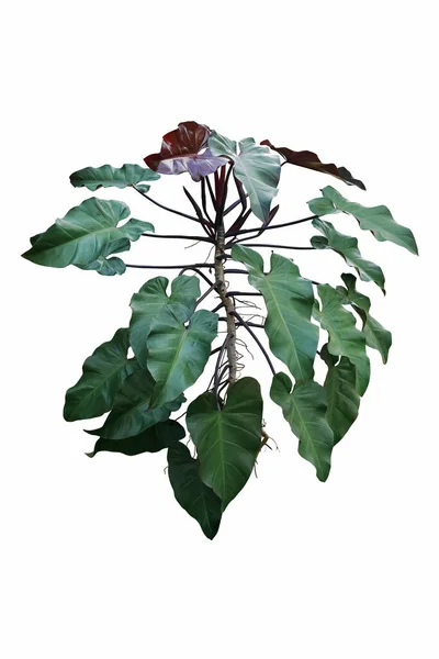 Green and red leaves of Philodendron erubescens 'Red Emerald' tropical foliage plant popular climbing houseplant isolated on white background with clipping path.