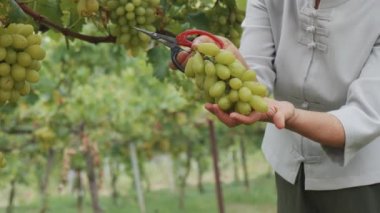 Senior woman hands farmer holding bunch of green grapes harvesting from grapevine in organic vineyard and putting down into rattan basket contains black and green grapes.