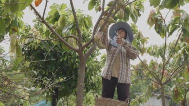 Wide and low angle shot of Asian woman farmer use pruning shears cut cacao pod from cacao tree in cacao farm and put down in harvesting rattan basket.