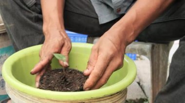 Close-up of gardener hands planting young plant in a small flower pot with well-drained soil that's rich in organic matter. Tropical houseplant Caladium propagated and planting.