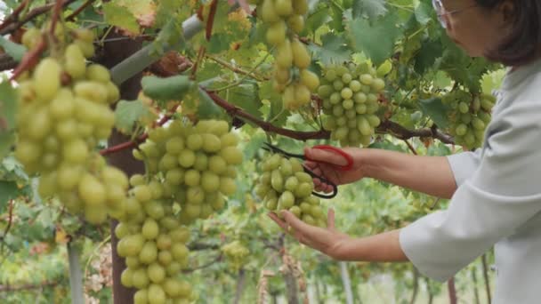 Asian Senior Woman Farmer Using Cutting Shears Harvesting Green Grapes — Stock Video