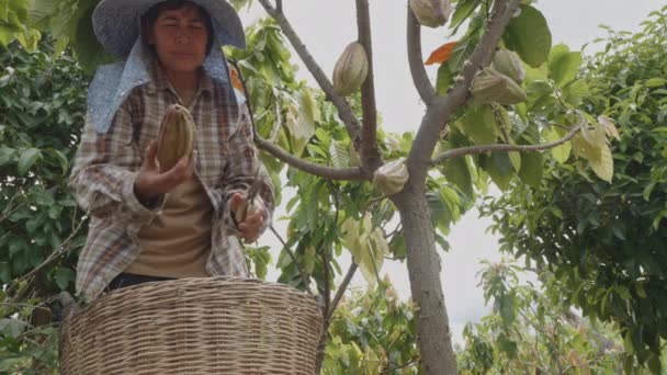Wide Low Angle Shot Asian Woman Farmer Use Pruning Shears — Stockvideo