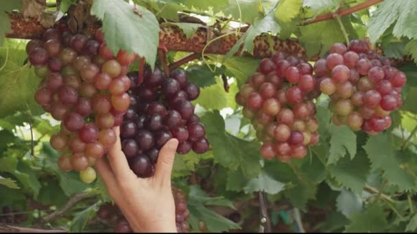 Азійська Старша Жінка Фермер Використовує Ріжучі Ножиці Збираючи Чорний Виноград — стокове відео
